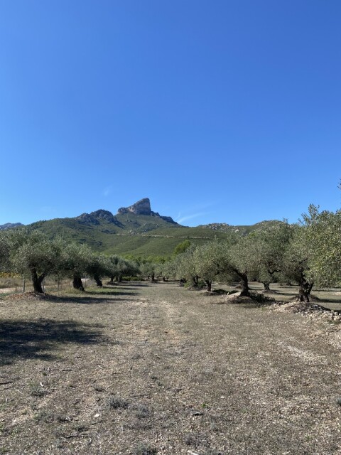 Elperello2