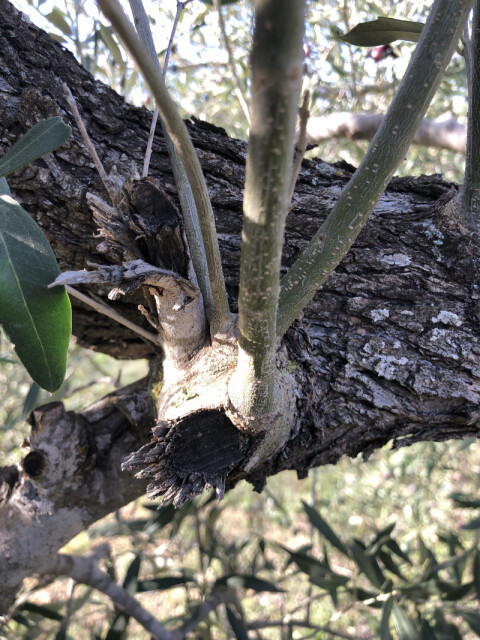 Olive 1