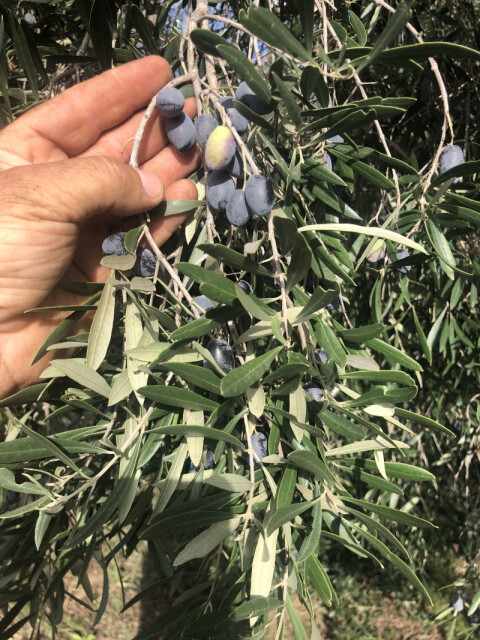 Olive 2