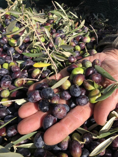 Olives