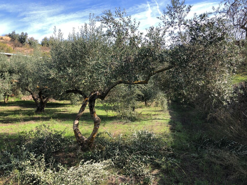 Tivissa 1