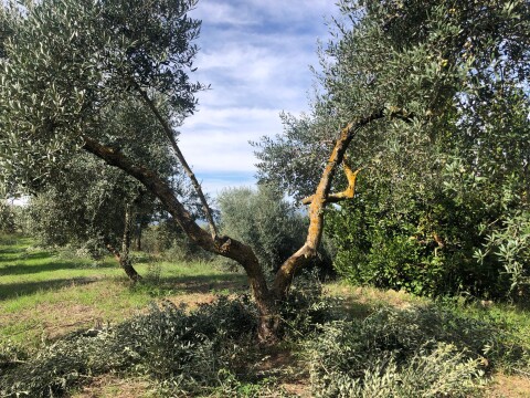 Tivissa 2