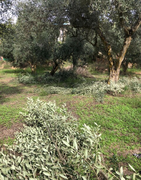 Tivissa 4
