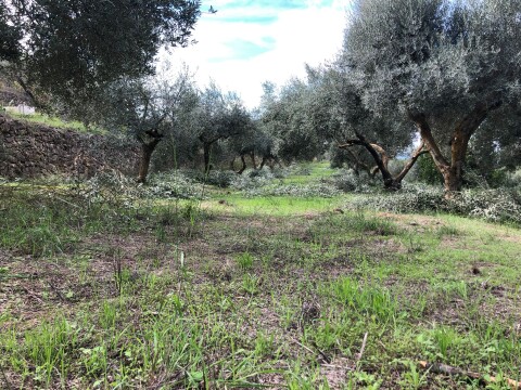 Tivissa 5